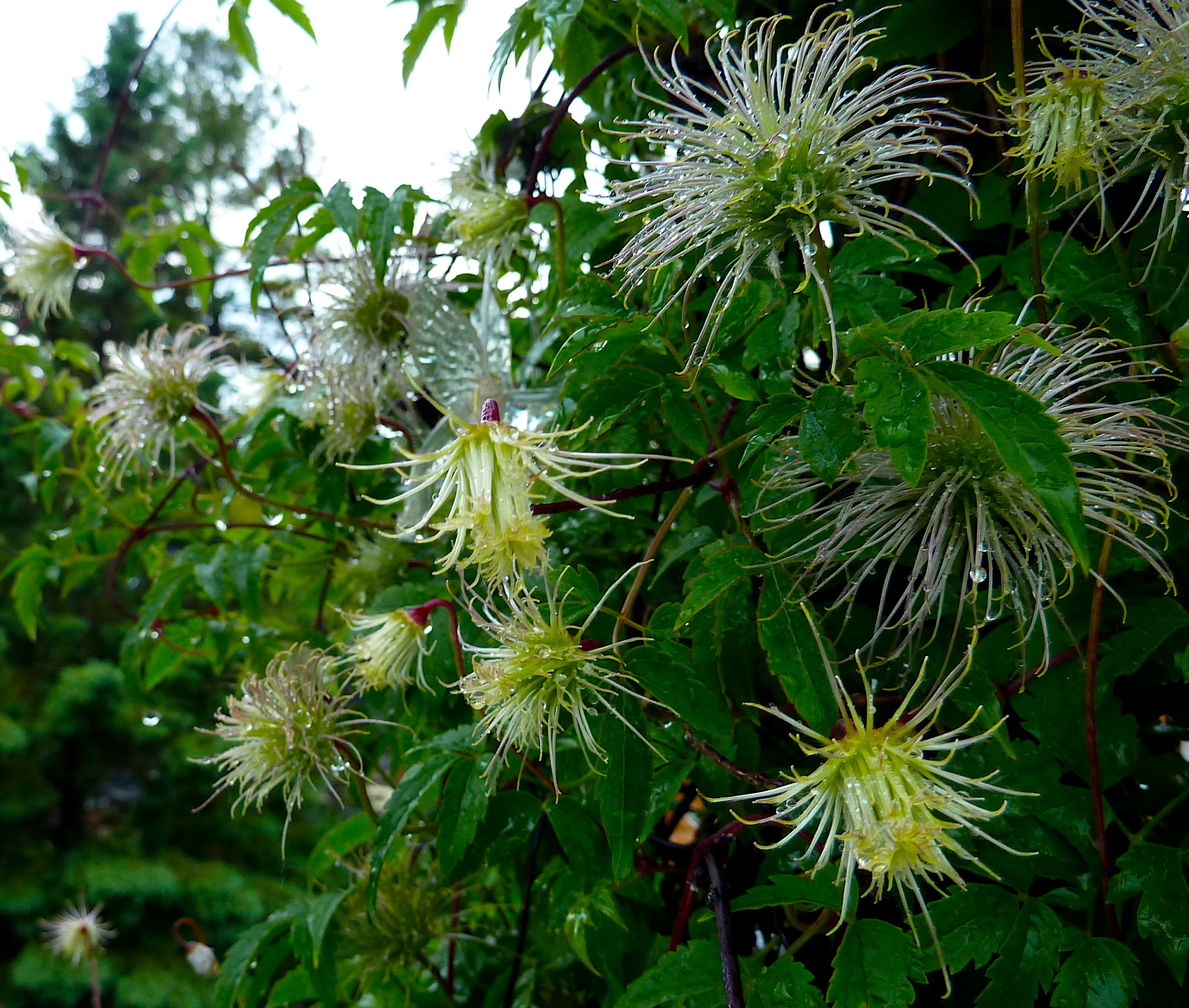 Clematis whirly-wing seedheads